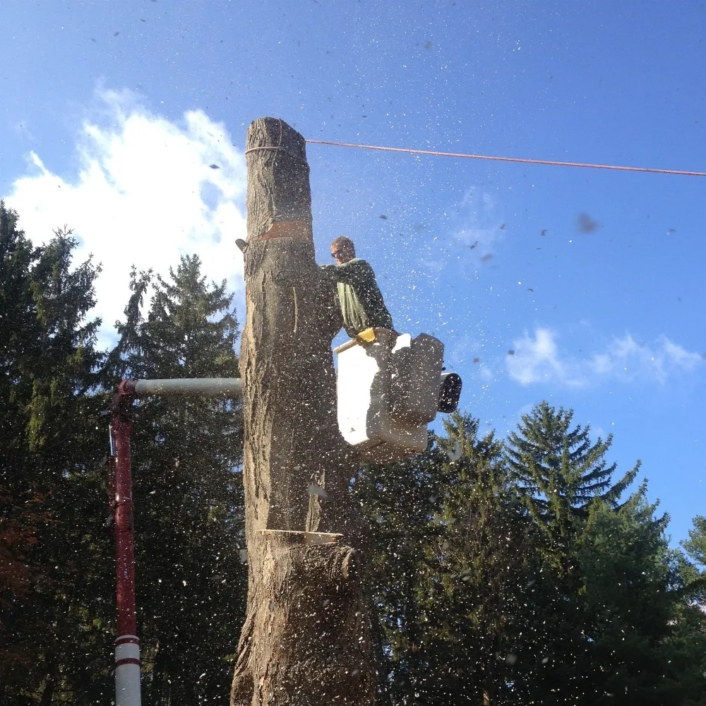 Arborist felling a tall tree trunk section by section
